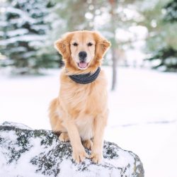 1960 Golden Retrievers were officially recognized as a separate breed.
