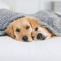 Golden is now at its peak. These dogs have gained great popularity in almost all countries of th ...