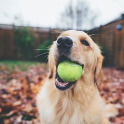 The Golden Retriever is a fairly large dog. Its direct purpose is a hunting armory. Therefore, t ...