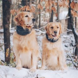 Color is also a characteristic feature of the breed. Golden Retrievers can have a coat of golden ...