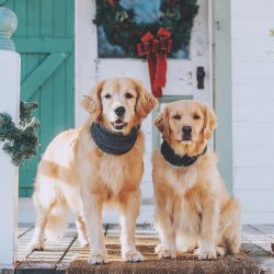 Modern golden retrievers are divided into three types according to the exterior: British (large, ...