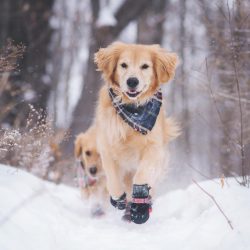 The Golden Retriever is adapted to both the apartment and the aviary, but not at all adapted to  ...