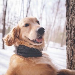 If you regularly leave a dog alone for a long time, it doesn’t matter whether it is in the ...