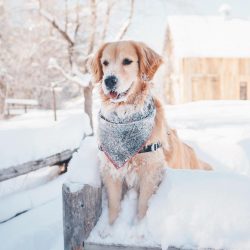 The retriever is suitable for any person, but before buying a puppy of the indicated breed, thin ...