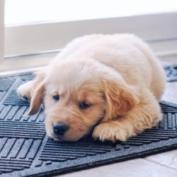 The Golden Retriever gets along well in any family, will become a devoted friend for all househo ...