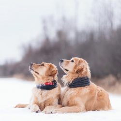 A dog of the Golden Retriever breed can become a hunter, guide, companion.