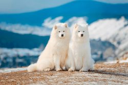 The wool of Samoyed Laikas was collected and used to make warm clothing. In the 20th century, do ...