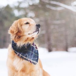 Dog breed Golden Retrievers are used to work with children with autism.