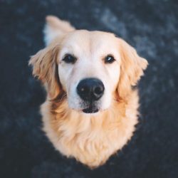 By its very presence, this dog is able to calm a person down, relieve stress, eliminate aggression.