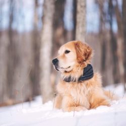 The Golden Retriever breed is prized primarily for its golden character.