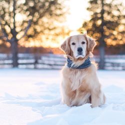 Based on the registered Golden Retrievers in European kennel clubs, it can be concluded that thi ...
