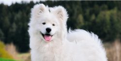 The fur of this dog must be combed frequently during the molting period, at other times it must  ...