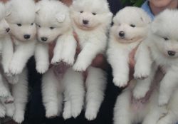 When choosing a pet, you need to answer the question: what should it become for the owner: a fri ...