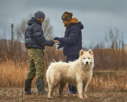 This working dog breed loves to be busy, they enjoy working with people and being in constant co ...