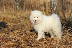 The first Samoyed brought to England was named the Antarctic Tank. The Samoyed gene pool does no ...