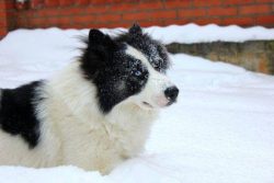 Thanks to the Yakut huskies, important geographical discoveries were made – both the South ...