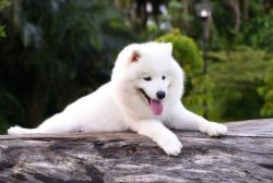 The Samoyeds were extremely highly regarded by nomadic tribes and explorers. They took them on A ...