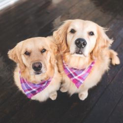 If the family has children, the retriever will become the ideal nanny and play companion for them. 