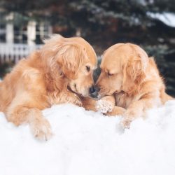 Golden is not a one-man. He treats all household members with equal affection, from young to old.