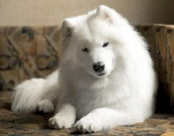 The owner of the “snow coat” has been captivating people with her kindness and devot ...