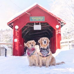 Such a dog will never offend a child. Being an active dog, Golden tirelessly plays with kids, ru ...