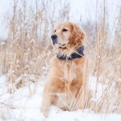 Golden has a highly developed hunting instinct, so he can look at small animals as prey. If the  ...