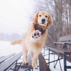 For an avid hunter, the dog will become an indispensable assistant, especially when hunting near ...