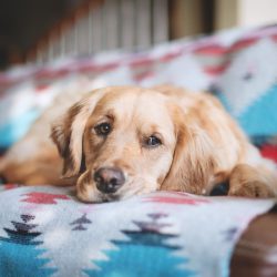 Golden can be a guide and caring, loyal friend for visually impaired people. 