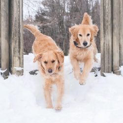 The Golden Retriever is ready to be near people day and night, to run, jump, hunt, play, help in ...
