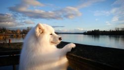 For the first time seeing a dog with an unusual breed name – Samoyed – very few peop ...