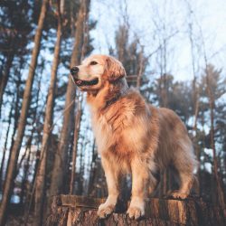 With a pet in the form of a retriever, you can keep any pets. It is desirable that they grow alo ...