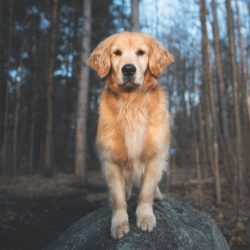 It is difficult to find a more sociable dog than the Golden Retriever.