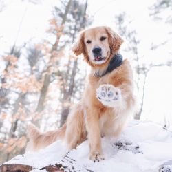 Despite the innate instincts and destiny of the hunter, nature did not give the golden retriever ...
