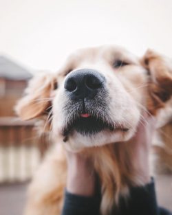 The ears of the golden retriever should be checked every 6-8 days. It is enough to rinse them ge ...