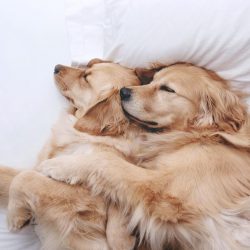 If you go hunting with your dog, be sure to inspect and wash its eyes when you return home. Debr ...