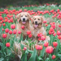 The eyes of the Golden Retriever should be examined daily, and any detected discharge should be  ...
