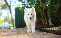 If the future owner of the dog does not have enough time for long, active walks with the pet, th ...