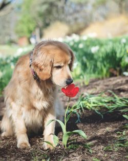 Taking care of golden is very simple. The main thing is to teach him from puppyhood to all the p ...