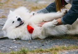 Despite the fact that the Samoyed dog was known to the ancient northern tribes for three thousan ...