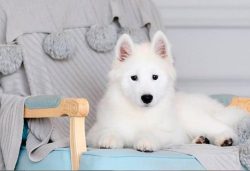 Samoyed dogs are called big fluffy antidepressants. At the genetic level of animals, it is laid  ...