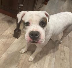 American Bulldogs are highly intelligent, which becomes a problem in certain situations. Even a  ...