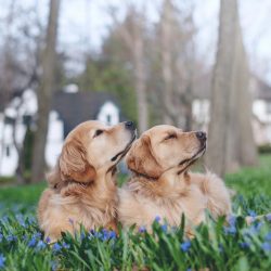 The energetic Golden loves different games. With particular pleasure, the dog plays in the water ...