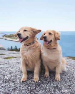 Every Golden Retriever owner knows how smart and quick-witted their pet is. But not everyone und ...