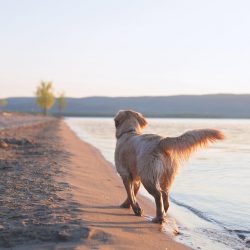 Without proper training, such a large dog like a golden retriever can easily scare a stranger or ...