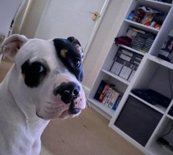 It is worth noting that American Bulldogs are excellent walking companions. When properly nurtur ...