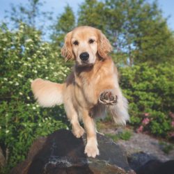 The Golden Retriever is the second most popular after the Labrador Retriever.