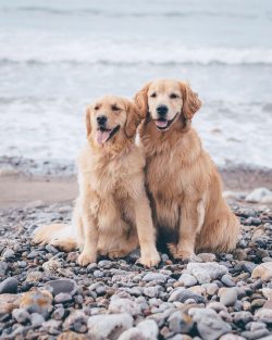 Golden has a wonderful character, it can become a pet in any family, even with many children. 
