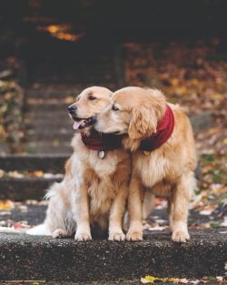 The Golden Retriever is at the forefront of all service dog breeds.