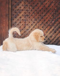 Golden is a nocturnal animal, during the day he prefers to take a nap if possible, and in the ev ...