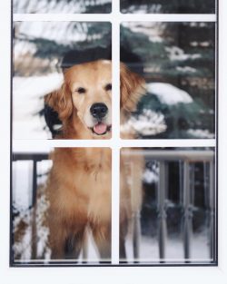 The Golden Retriever is one of the three smartest dog species. 